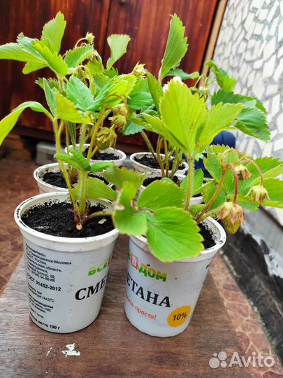 Кустики клубники с ягодами