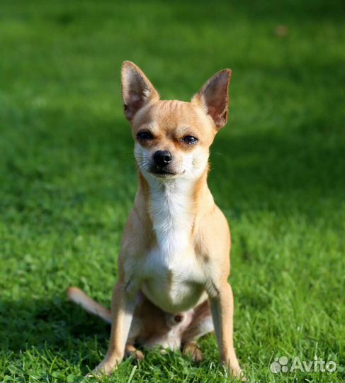 Индивидуальная передержка