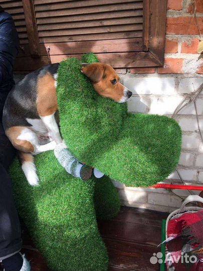 Топиари Фигуры для сада и Дома