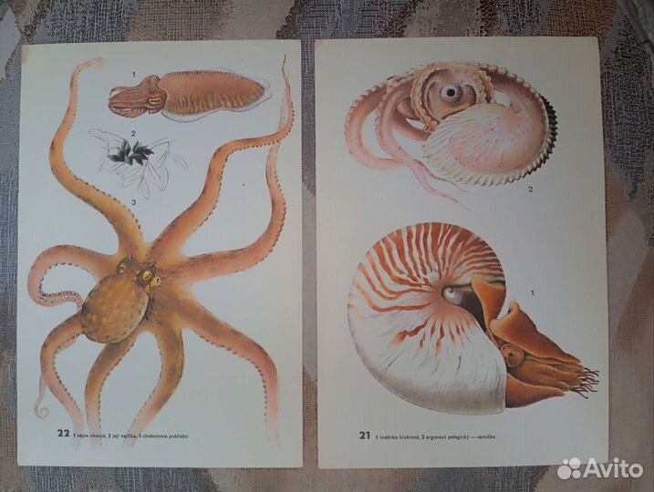 Винтажные иллюстрации 23*15,5 см