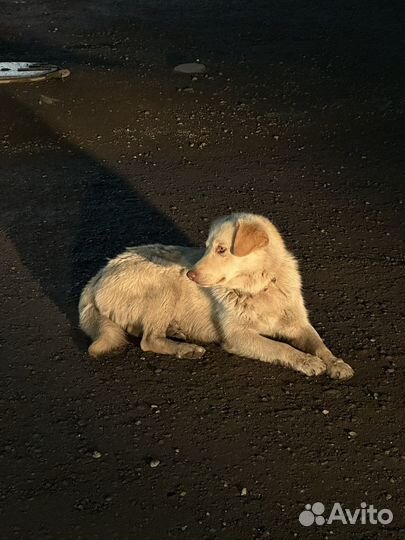 Помесь лабрадора