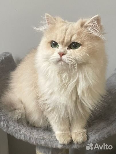 Британская красавица