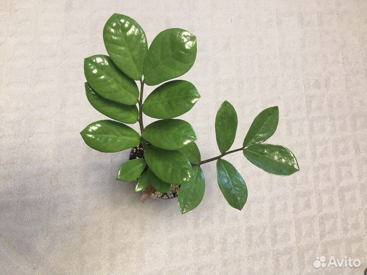 Замиокулькас