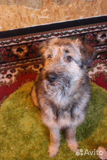 Собака Филип пушистый ищет дом