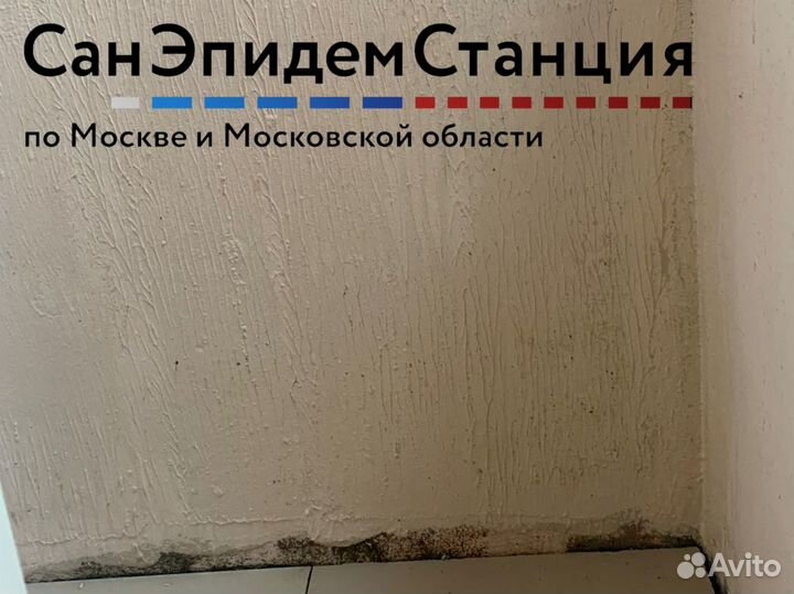 Удаление грибка и плесени, плесневых спор