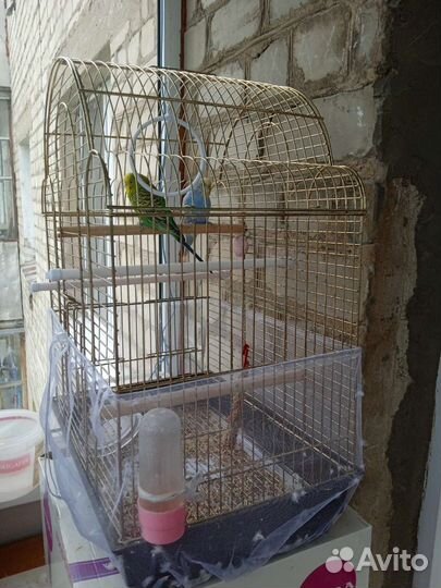 Волнистый попугай с клеткой