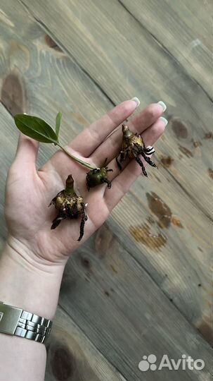 Замиокулькас