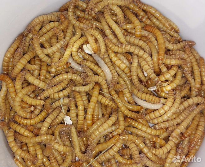 Корм, мучной червь