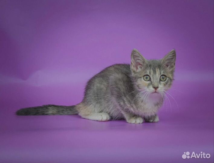 Голубо-кремовая кошечка Лусия (3 мес)