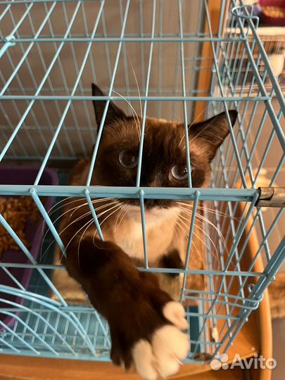 Котик в добрые руки