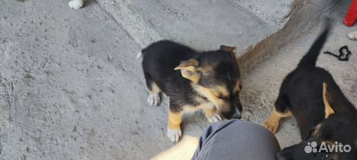 Щенки помесь европейской овчарки и хаски