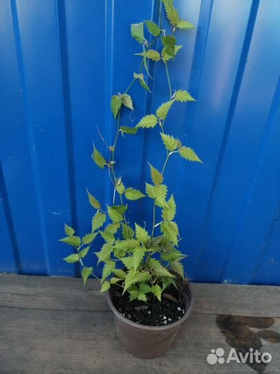 Керия японская