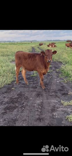 Корова с теленком