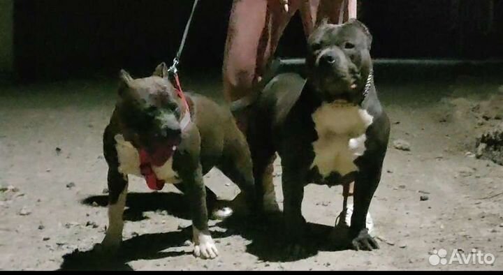 Американский булли