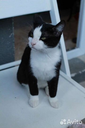 Котенок Сандал в дар
