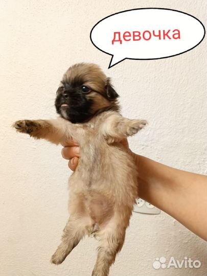 Щенки пекинеса