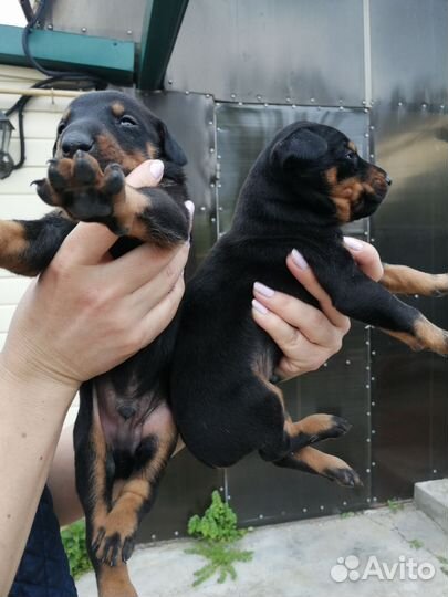 Щенки добермана