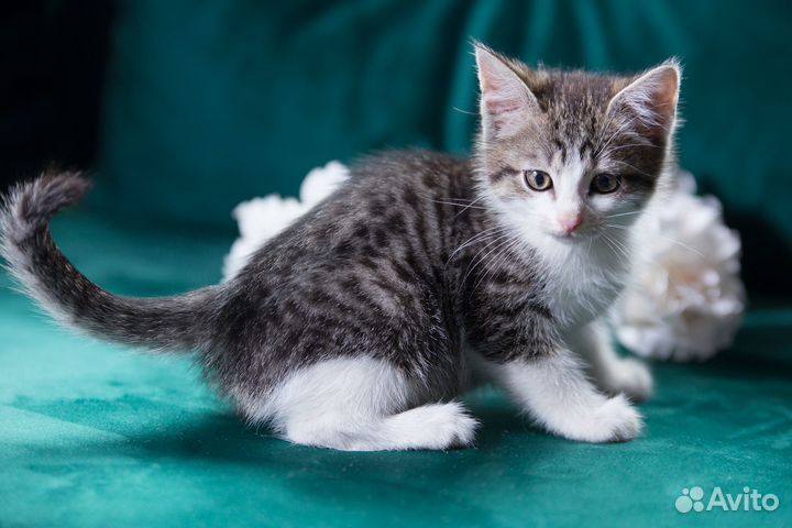 Котята с ветеринарным паспортом в добрые руки