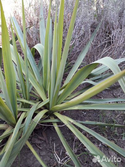Юкка садовая