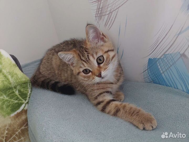 Кошка в дар бесплатно