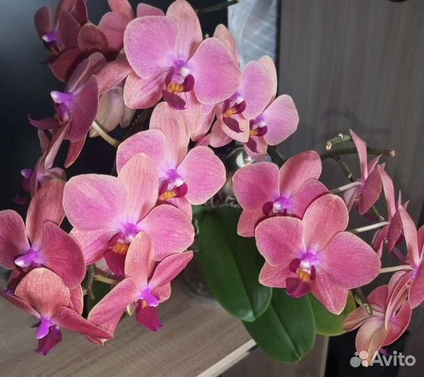 Орхидея фаленопсис