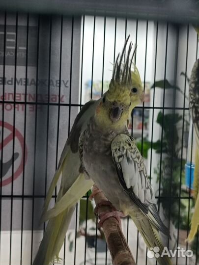 Попугай корелла