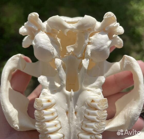 Череп животного