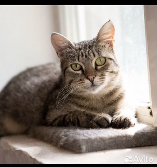 Кошка в добрые руки