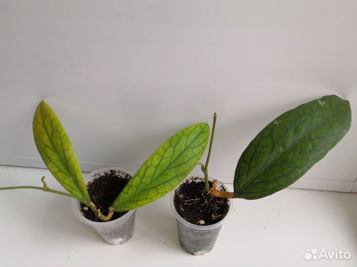 Хойи, сеткреазия