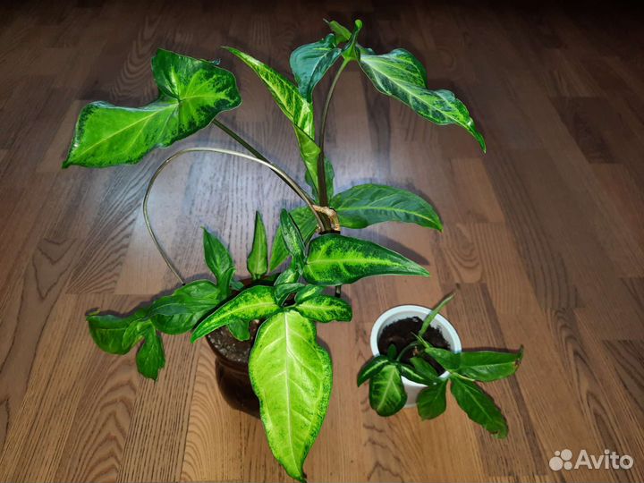 Сингониумы (два разных)