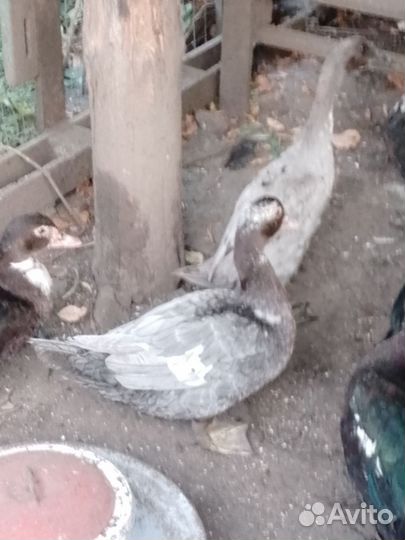 Молодые селезни и индоуточки, яйцо перепелиное на