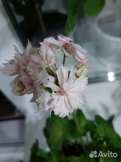 Комнатные растения цветы