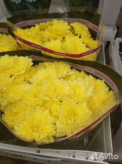 Цветы, букеты в ассортименте, комнатные растения