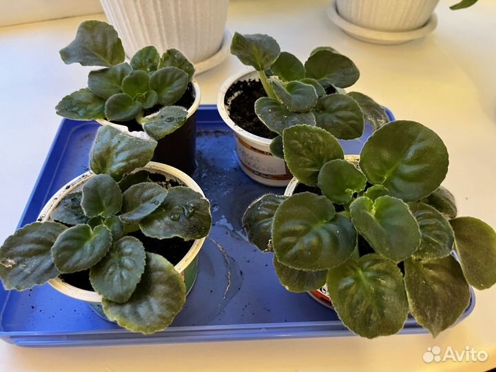 Детки фиалки Букет невесты