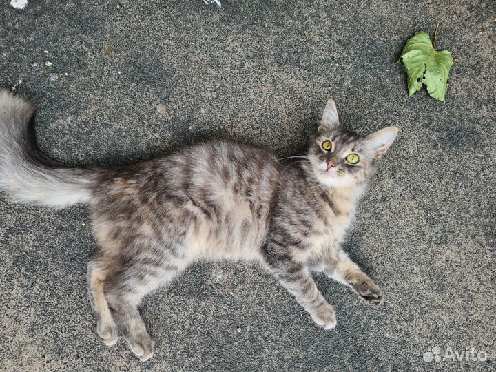 Домашнюю кошку выкинули на улицу, ищем новый дом