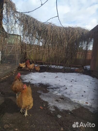 Яйцо инкубационное,цыплята кучинские-юбилейные