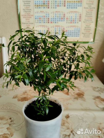 Комнатные цветы