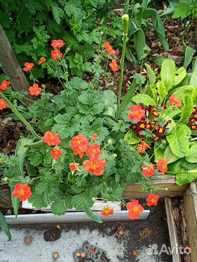 Цветы для сада