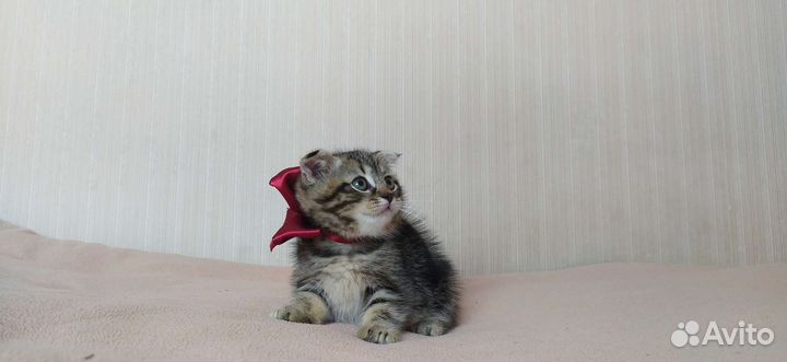 Котята шотландские коротколапики