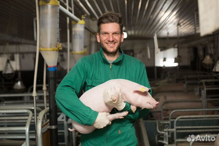 Рабочий на свинокомплекс / Вахта