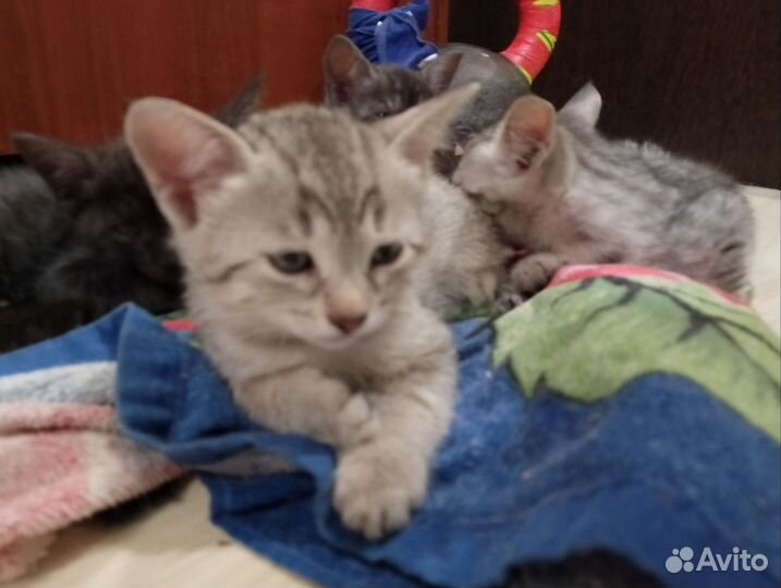 Кошка в дар бесплатно