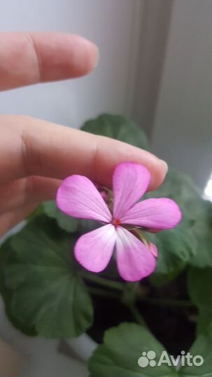 Разные герани