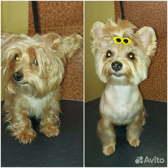 Стрижка собак и кошек, ультразвуковая чистка зубов