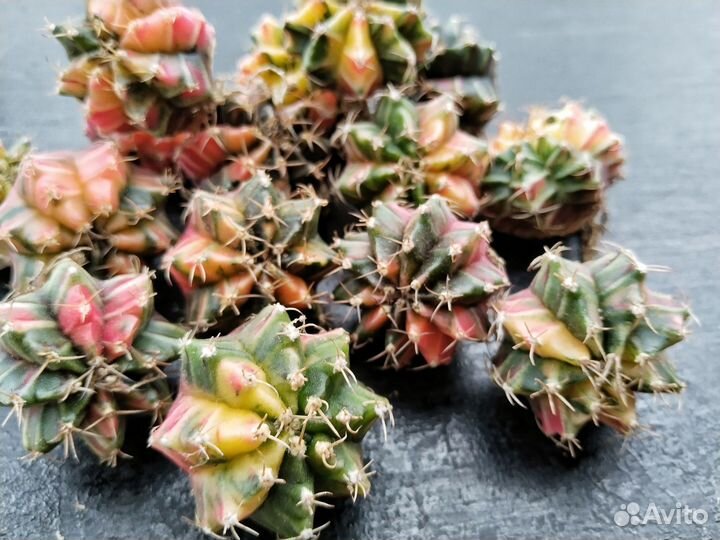 Кактусы и суккуленты