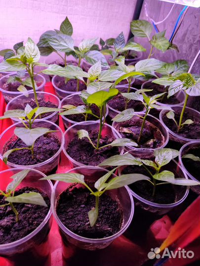 Рассада сладкого перца