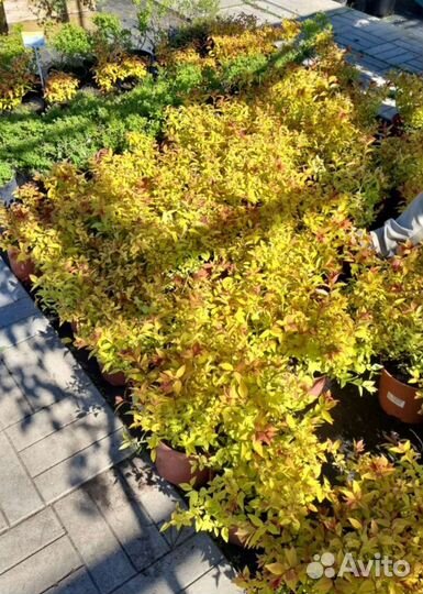 Спирея в ассортименте