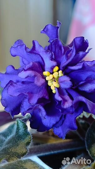 Фиалка Тёмная ночь (Дадоян)