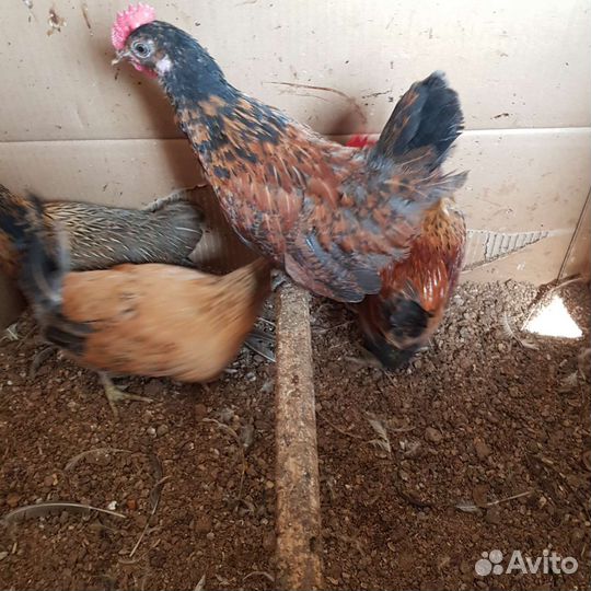 Петухи бентамки