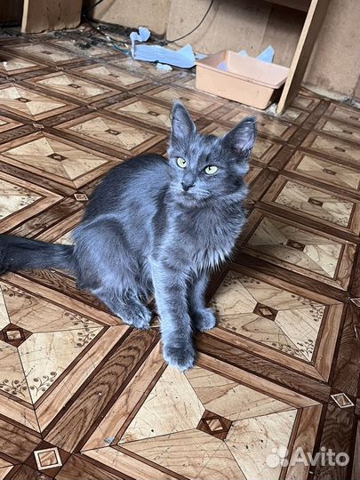Котёнок в поисках дома