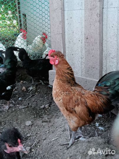 Петухи и молодые карликовые курочки